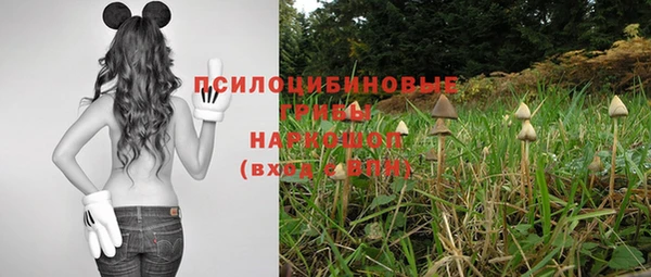 стаф Вязьма